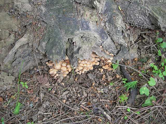 Tubaria conspersa    (Pers.)    Fayod